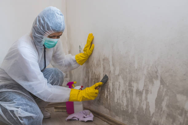 Best Residential Mold Remediation in Syracuse, NE