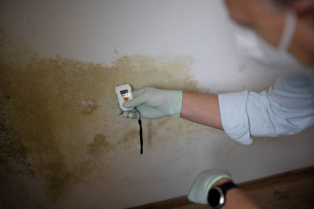 Best Mold Remediation for Schools in Syracuse, NE