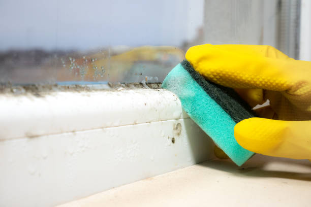 Best Kitchen Mold Remediation in Syracuse, NE