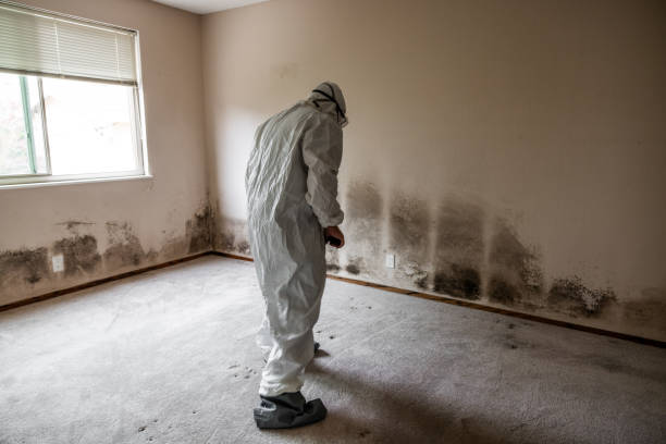 Best Post-Flood Mold Remediation in Syracuse, NE