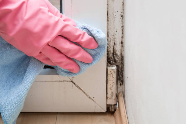 Best Industrial Mold Remediation in Syracuse, NE