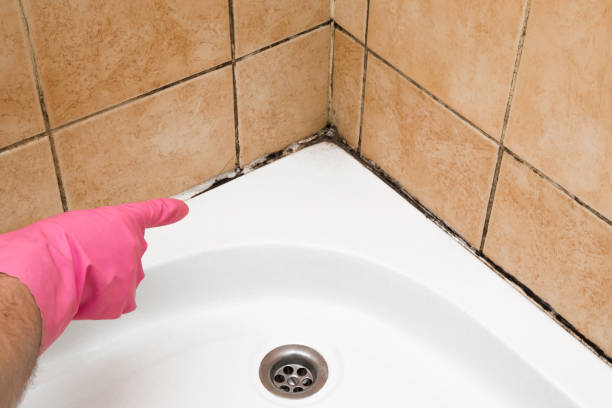 Best Emergency Mold Remediation in Syracuse, NE